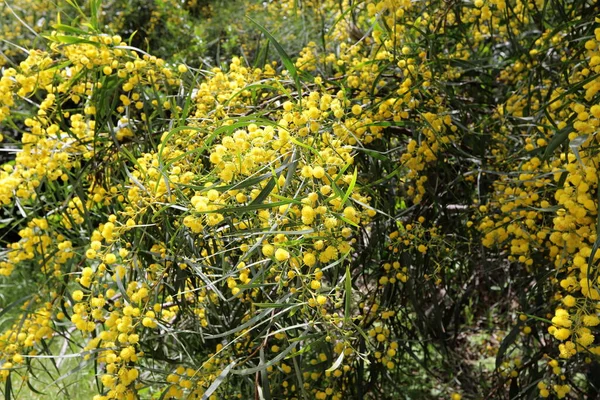 Época Floração Mimosa Acácia Parque Cidade Norte Israel — Fotografia de Stock