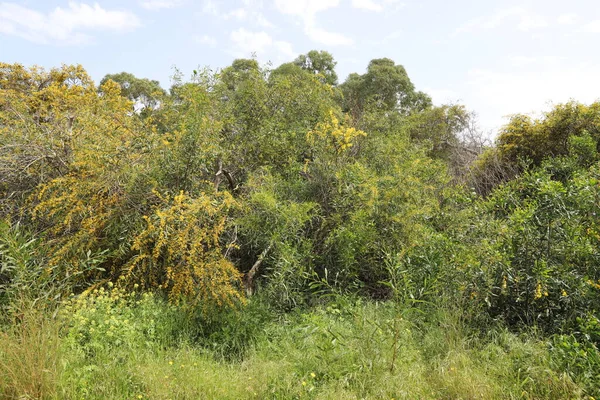 Época Floração Mimosa Acácia Parque Cidade Norte Israel — Fotografia de Stock