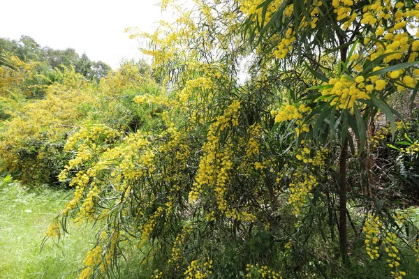 Sezon Înflorire Mimosa Acacia Într Parc Oraș Din Nordul Israelului — Fotografie, imagine de stoc