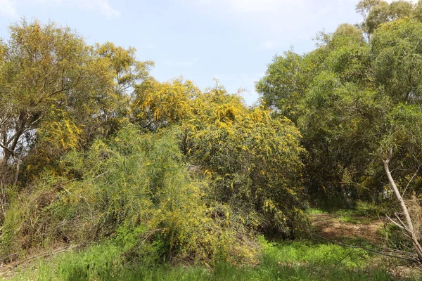 Stagione Fiorita Mimosa Acacia Parco Cittadino Nel Nord Israele — Foto Stock