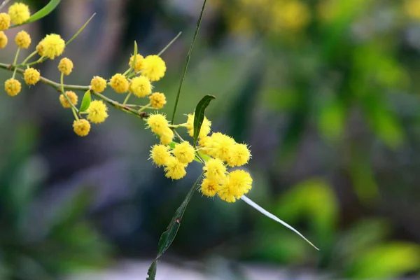 Flowering Season Mimosa Acacia City Park Northern Israel — Stock Photo, Image