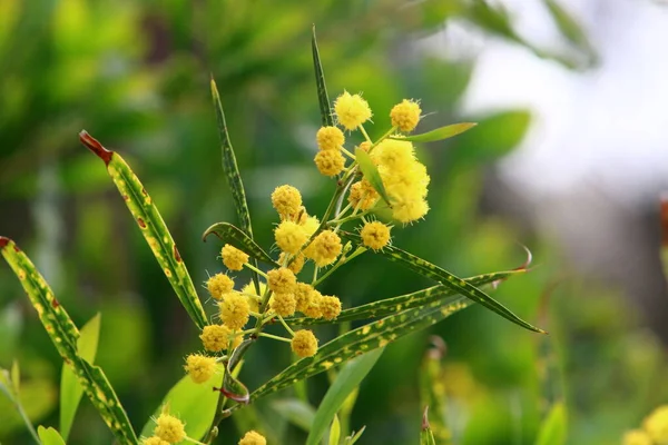 flowering season of mimosa and acacia in a city park in northern Israel