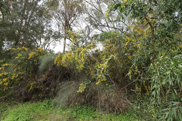 flowering season of mimosa and acacia in a city park in northern Israel