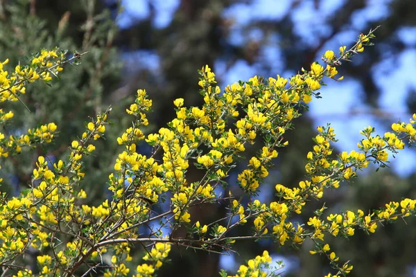 Blütezeit Von Mimosen Und Akazien Einem Stadtpark Norden Israels — Stockfoto