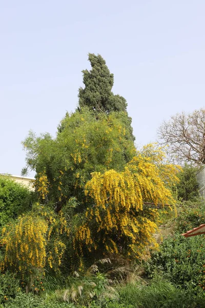 Bloeitijd Van Mimosa Acacia Een Stadspark Het Noorden Van Israël — Stockfoto