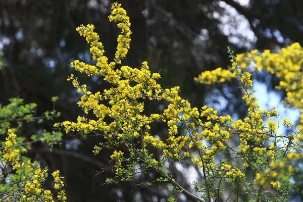 Flowering Season Mimosa Acacia City Park Northern Israel — Stock Photo, Image