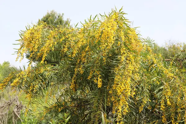 Flowering Season Mimosa Acacia City Park Northern Israel — Stock Photo, Image