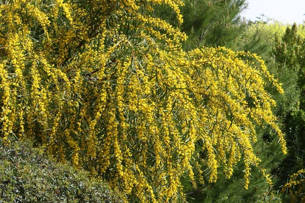 Blütezeit Von Mimosen Und Akazien Einem Stadtpark Norden Israels — Stockfoto
