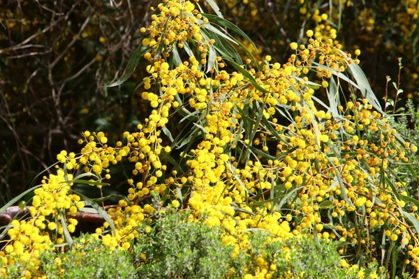 Blütezeit Von Mimosen Und Akazien Einem Stadtpark Norden Israels — Stockfoto