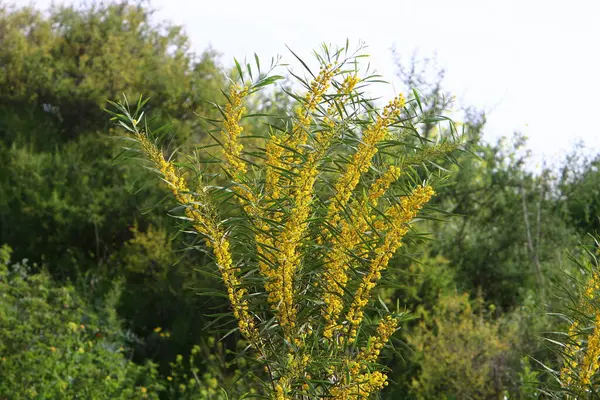Blommande Säsong Mimosa Och Akacia Stadspark Norra Israel — Stockfoto