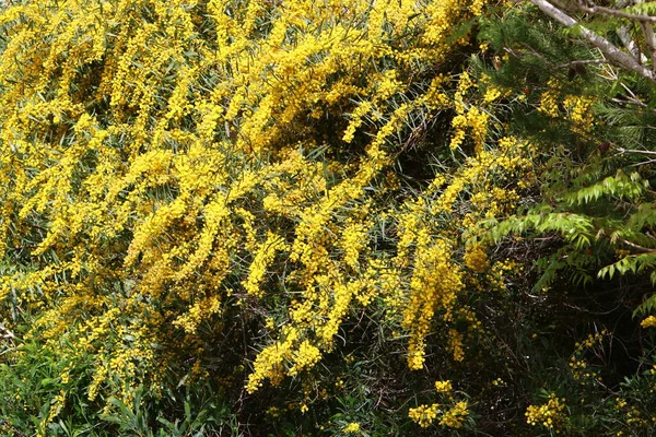 Flowering Season Mimosa Acacia City Park Northern Israel — Stock Photo, Image