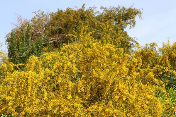 Flowering Season Mimosa Acacia City Park Northern Israel — Stock Photo, Image