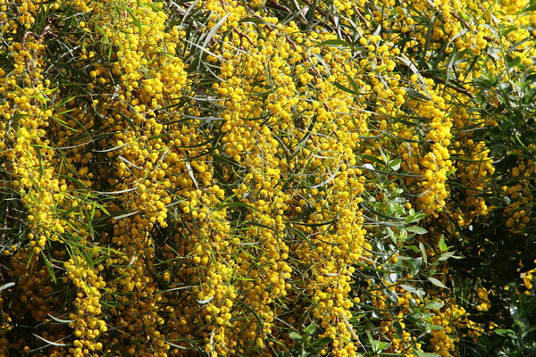 цветочный сезон мимозы и акации в городском парке на севере Израиля
 