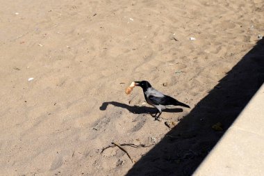 İsrail 'in Akdeniz kıyısındaki sahildeki karga yiyecek arıyor..  