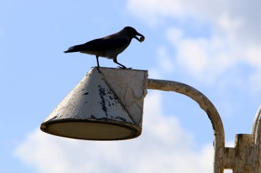 İsrail 'in Akdeniz kıyısındaki sahildeki karga yiyecek arıyor..  