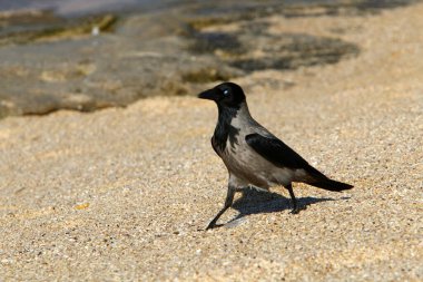 İsrail 'in Akdeniz kıyısındaki sahildeki karga yiyecek arıyor..  