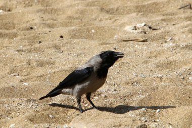 İsrail 'in Akdeniz kıyısındaki sahildeki karga yiyecek arıyor..  