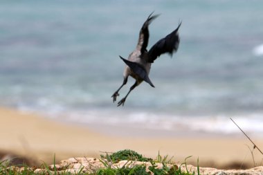 İsrail 'in Akdeniz kıyısındaki sahildeki karga yiyecek arıyor..  
