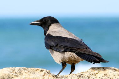 İsrail 'in Akdeniz kıyısındaki sahildeki karga yiyecek arıyor..  