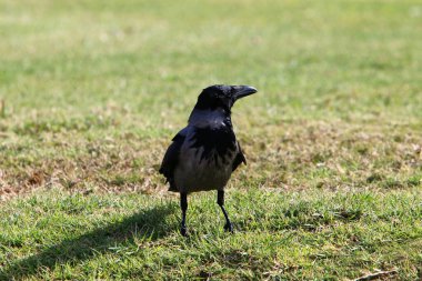 İsrail 'in Akdeniz kıyısındaki sahildeki karga yiyecek arıyor..  