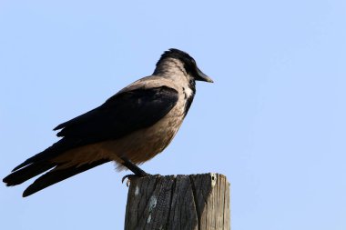 İsrail 'in Akdeniz kıyısındaki sahildeki karga yiyecek arıyor..  