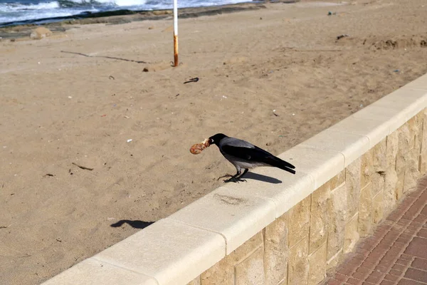 Corvo Praia Costa Mediterrânea Israel Busca Comida — Fotografia de Stock