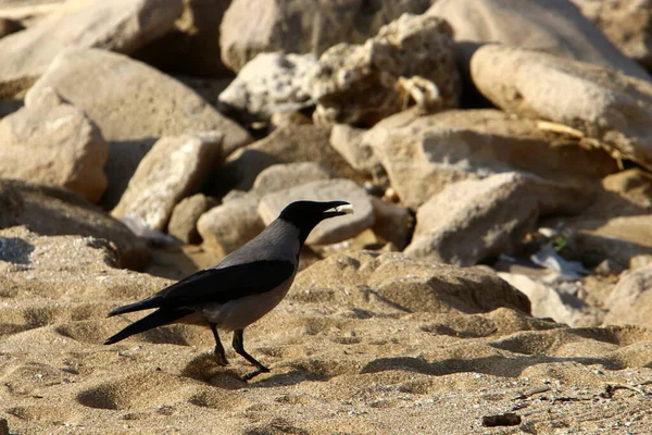 Cuervo Playa Costa Mediterránea Israel Busca Comida —  Fotos de Stock