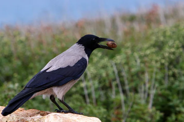 以色列地中海沿岸的一只乌鸦在海滩上觅食 — 图库照片