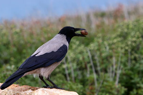 Corbeau Sur Plage Côte Méditerranéenne Israël Recherche Nourriture — Photo