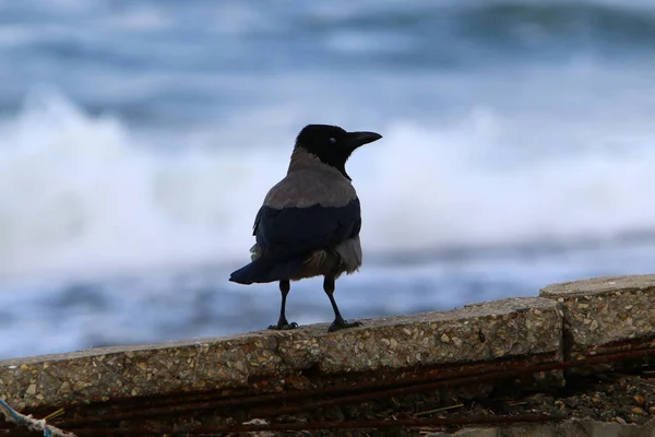 Corvo Praia Costa Mediterrânea Israel Busca Comida — Fotografia de Stock