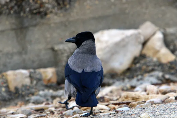 以色列地中海沿岸的一只乌鸦在海滩上觅食 — 图库照片