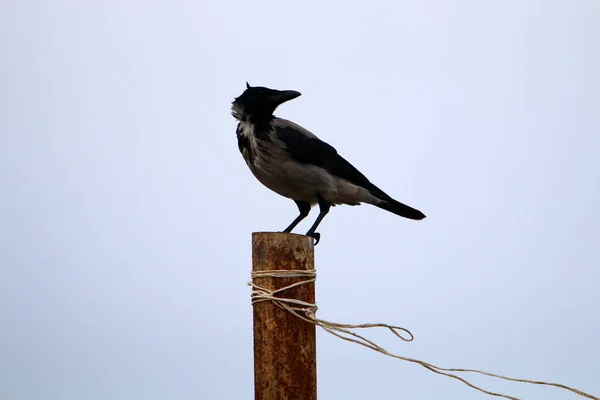 Crow Beach Mediterranean Coast Israel Search Food — Stock Photo, Image