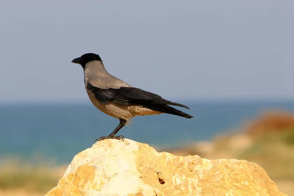 Κοράκι Στην Παραλία Στις Ακτές Της Μεσογείου Στο Ισραήλ Αναζήτηση — Φωτογραφία Αρχείου