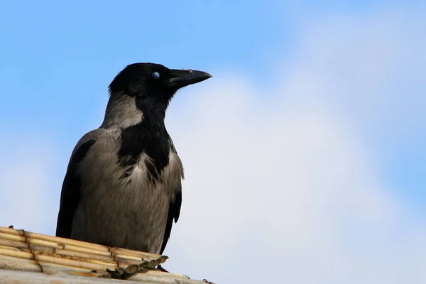 Crow Beach Mediterranean Coast Israel Search Food — Stock Photo, Image