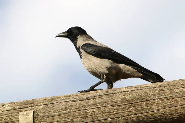 Corbeau Sur Plage Côte Méditerranéenne Israël Recherche Nourriture — Photo