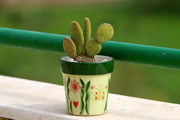 Grüne Pflanzen Und Blumen Wachsen Blumentöpfen Hause Israel — Stockfoto