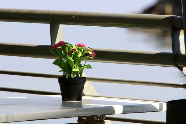 green plants and flowers grow in flower pots at home in Israel