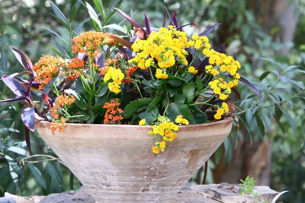 Zelené Rostliny Květiny Rostou Květináčích Doma Izraeli — Stock fotografie