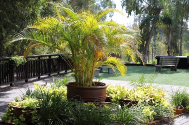 İsrail 'deki saksılarda yeşil bitkiler ve çiçekler yetişir. 