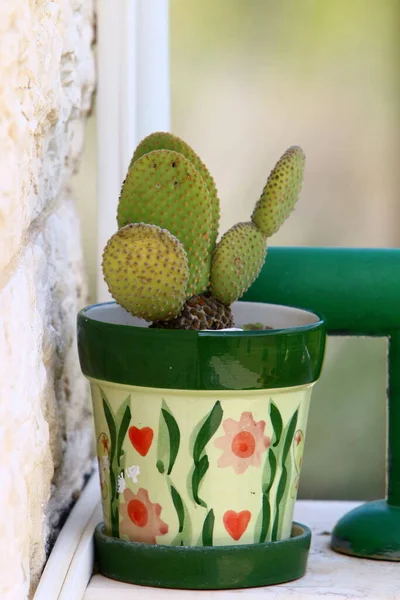 green plants and flowers grow in flower pots at home in Israel