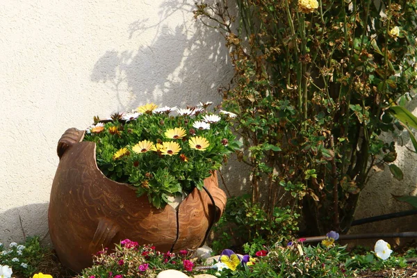 Groene Planten Bloemen Groeien Thuis Bloempotten Israël — Stockfoto