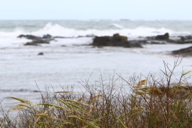 İsrail 'in kuzeyindeki Akdeniz kıyısında. Fotoğraflar karantinadan önce çekildi 