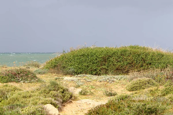 Средиземное Побережье Севере Израиля Фото Сделанные Перед Карантином — стоковое фото