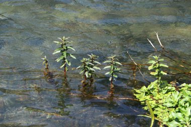Nehir kuzey İsrail 'de akar, Akdeniz' e akar. 