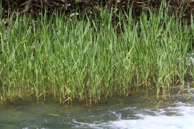 Nehir kuzey İsrail 'de akar, Akdeniz' e akar. 