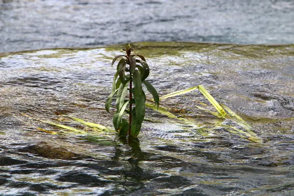 Floden Rinner Norra Israel Rinner Medelhavet — Stockfoto