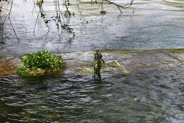 the river flows in northern Israel, flows into the Mediterranean Sea