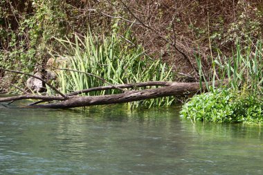 Nehir kuzey İsrail 'de akar, Akdeniz' e akar. 