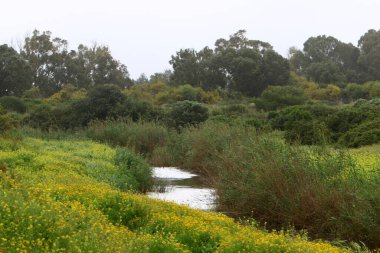 Nehir kuzey İsrail 'de akar, Akdeniz' e akar. 