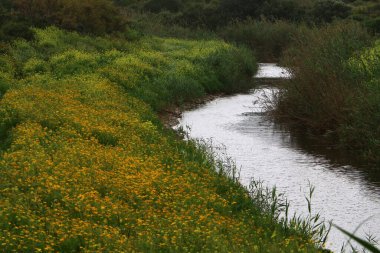 Nehir kuzey İsrail 'de akar, Akdeniz' e akar. 
